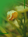 nature_b_m_flower.gif (7447 bytes)